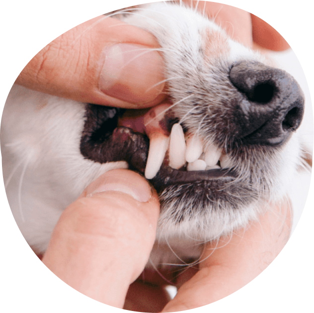 Dog teeths