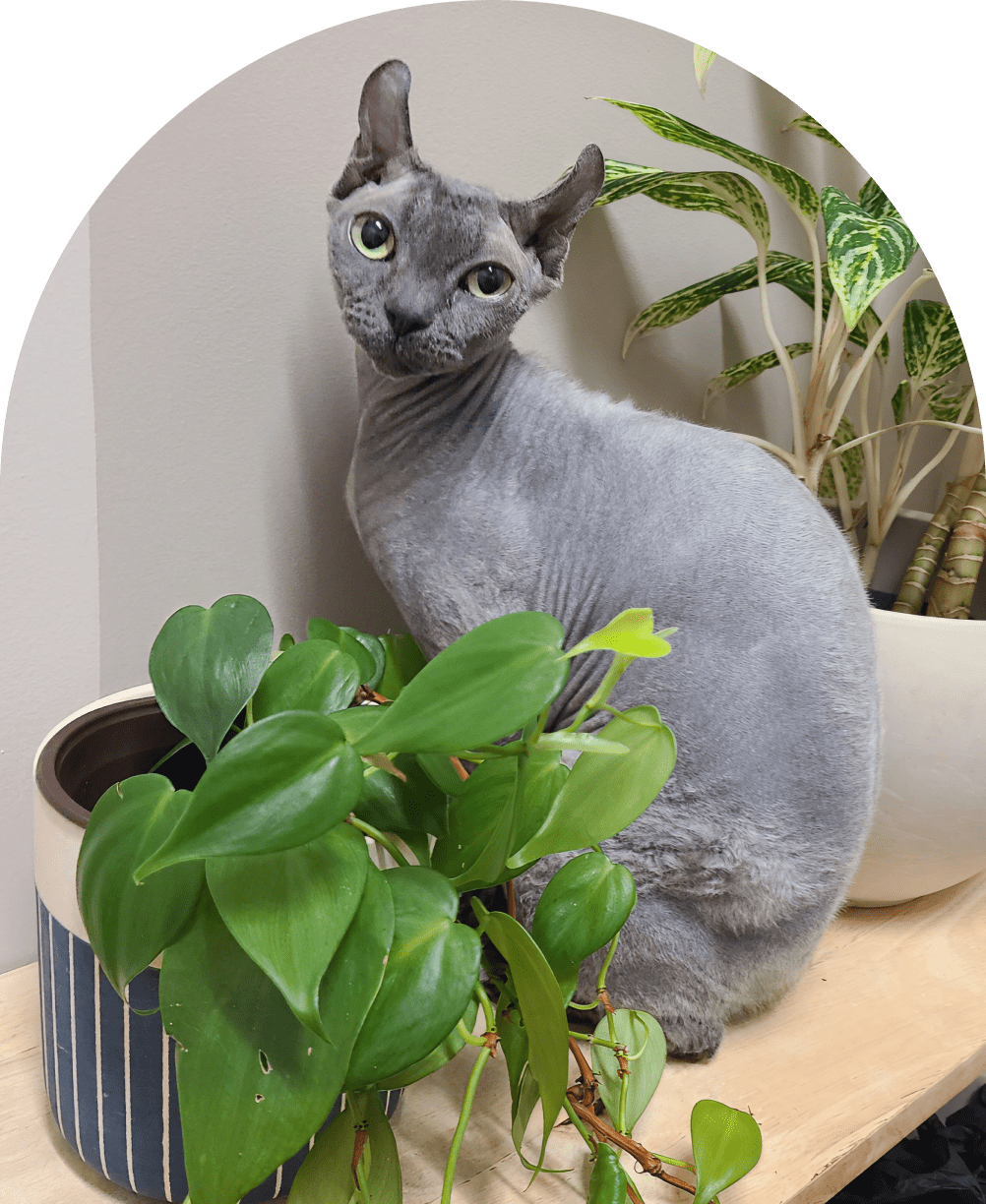 HealthySmiles pet spa