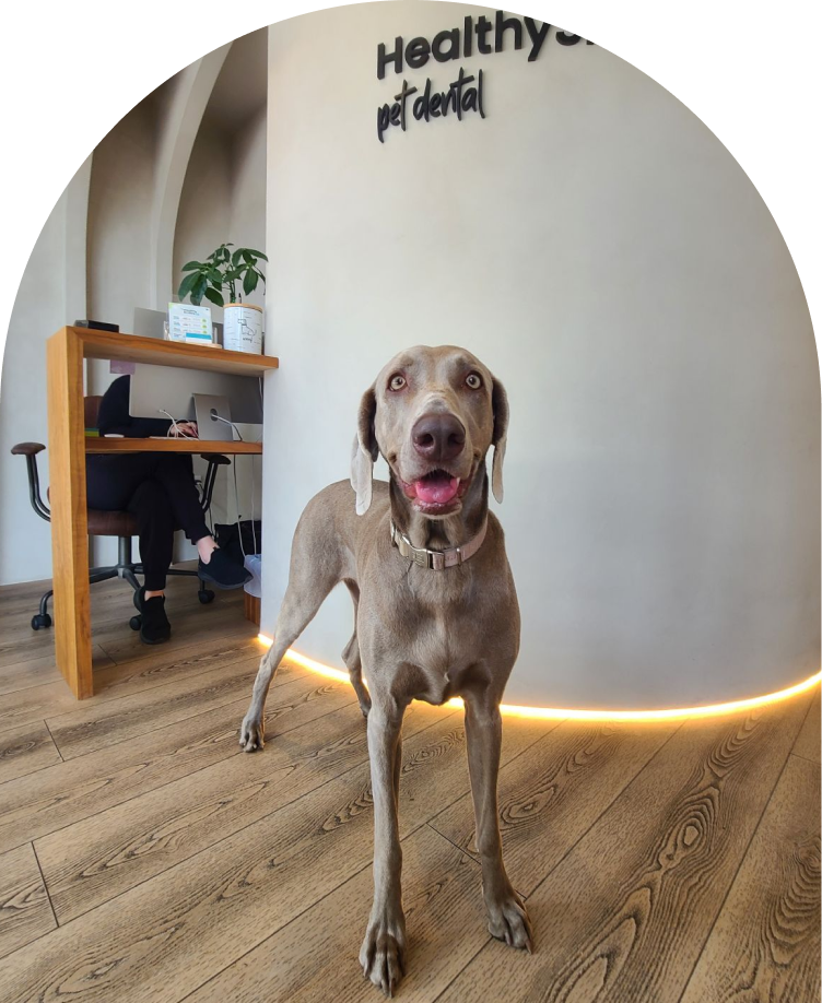 HealthySmiles pet spa