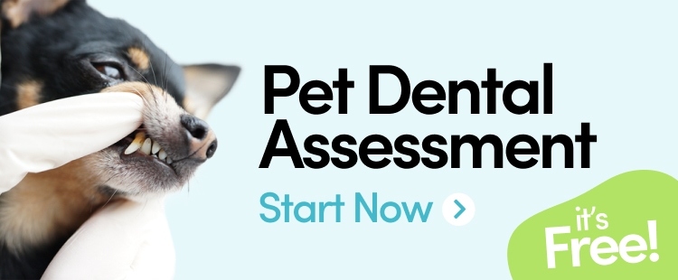 Free dental assessment
