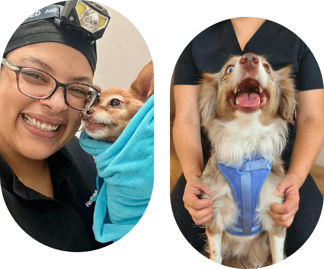 Happy dog at dental spa