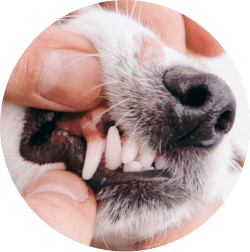 Pet Dentistry Services