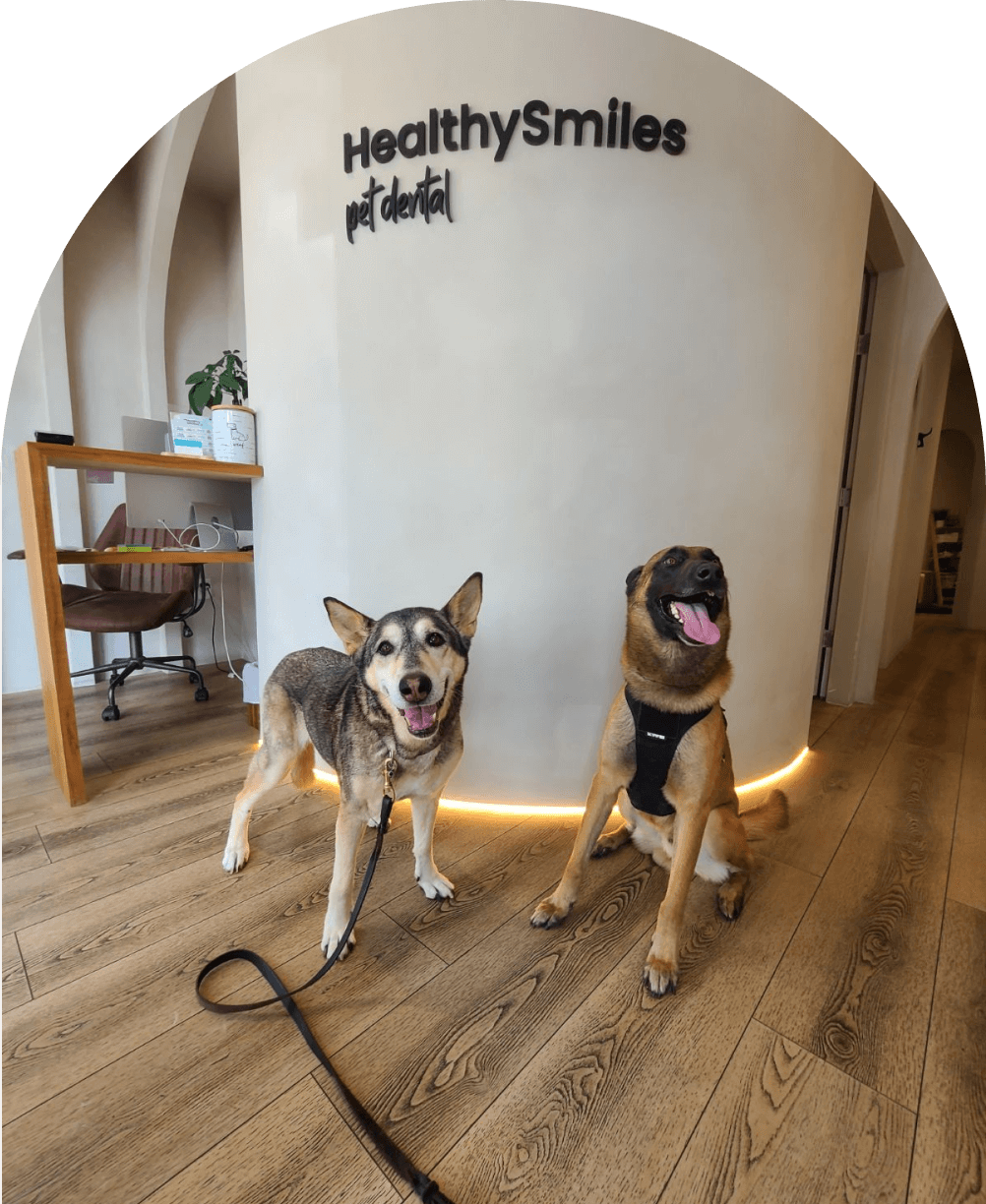 HealthySmiles pet spa
