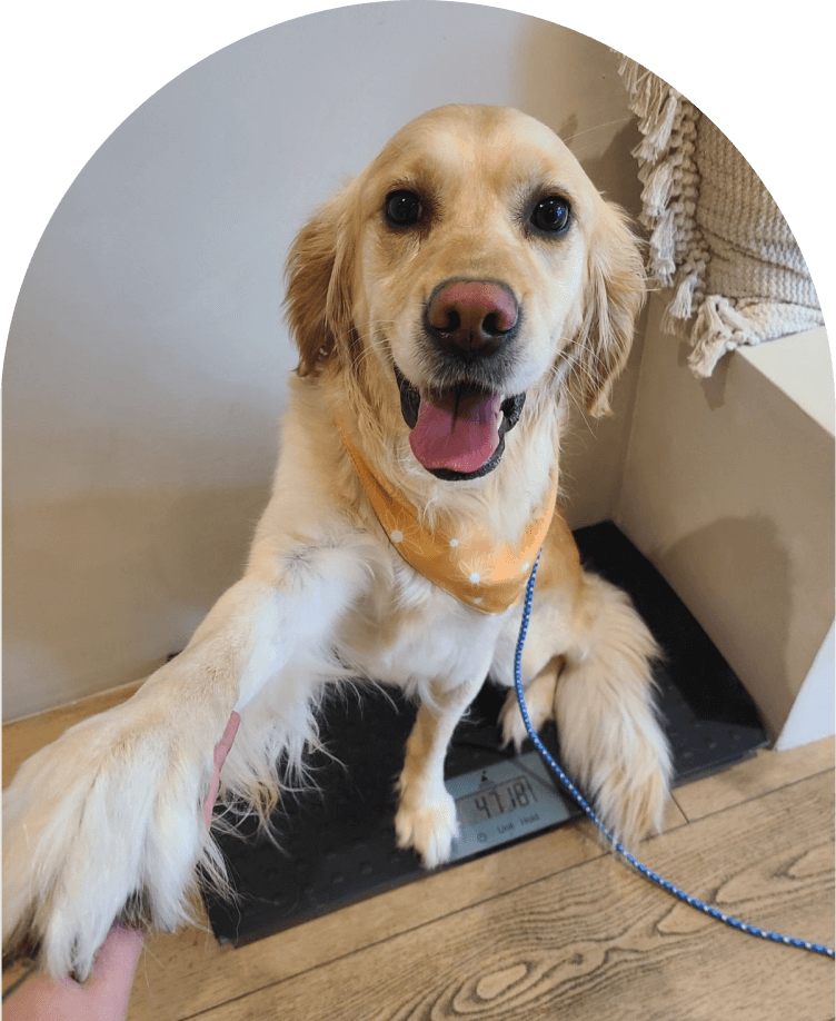 HealthySmiles pet spa