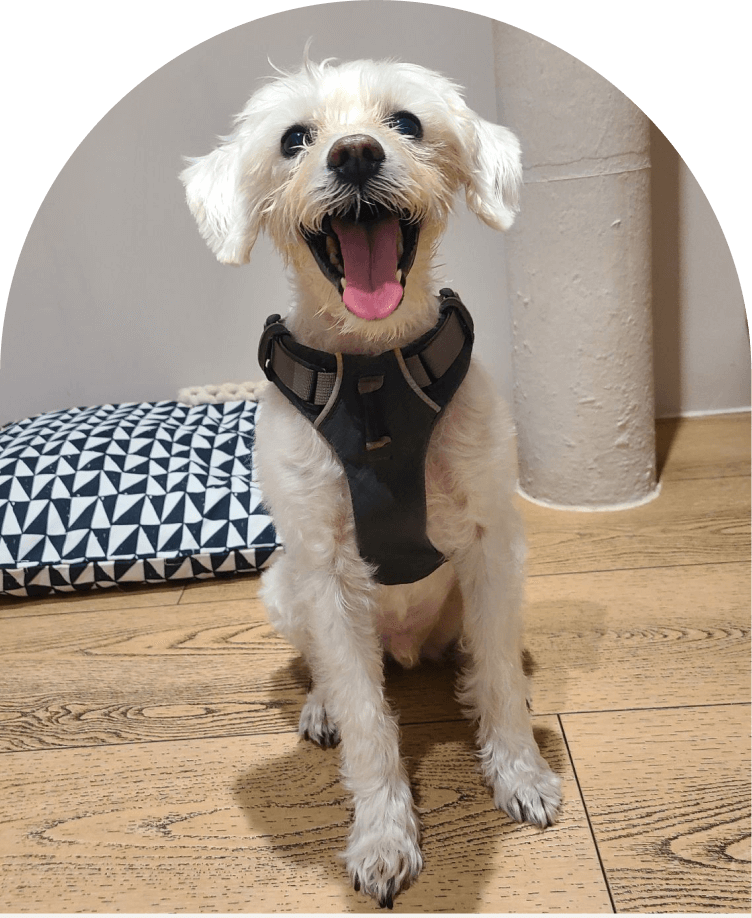 HealthySmiles pet spa