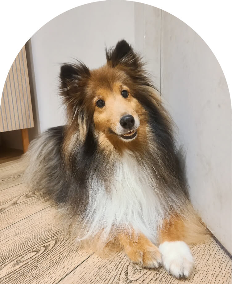 HealthySmiles pet spa