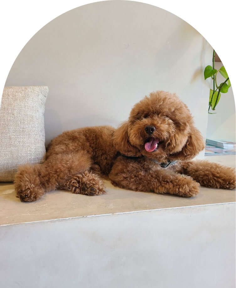 HealthySmiles pet spa 2