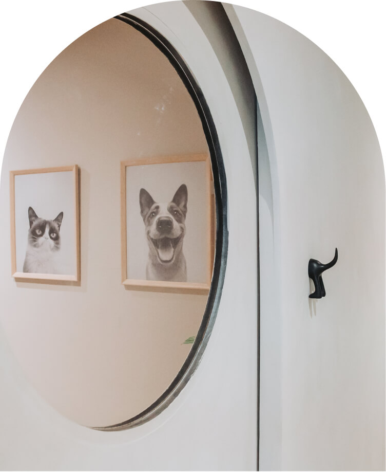 HealthySmiles pet spa 4