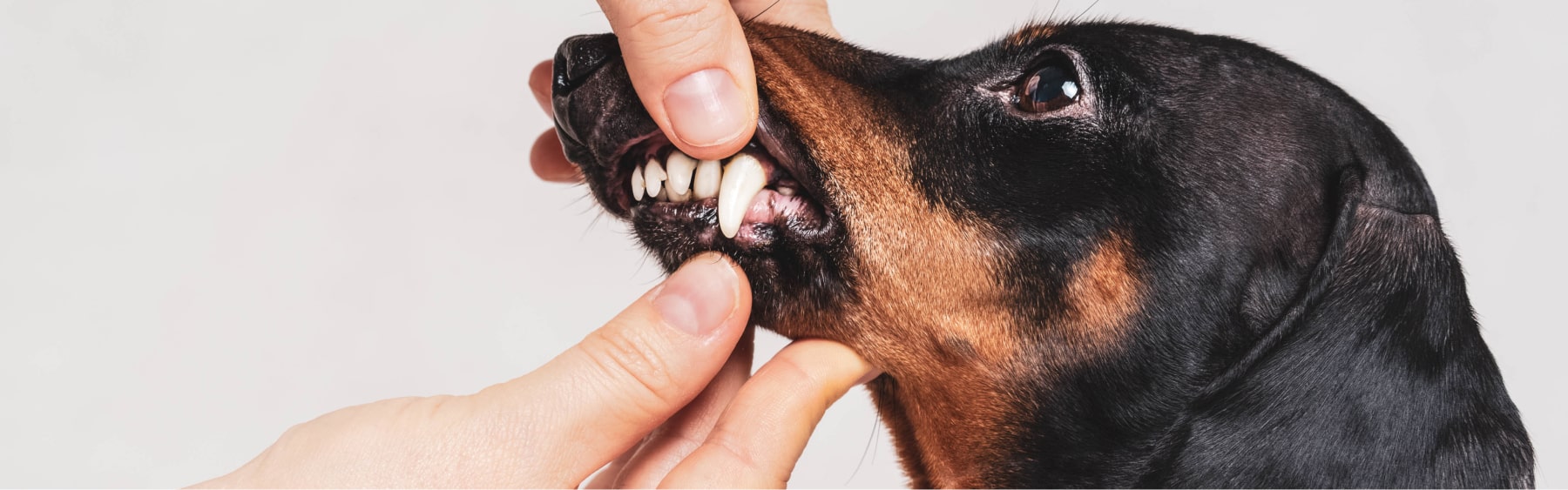 Is Non-Anesthetic Teeth Cleaning Safe for Dogs?