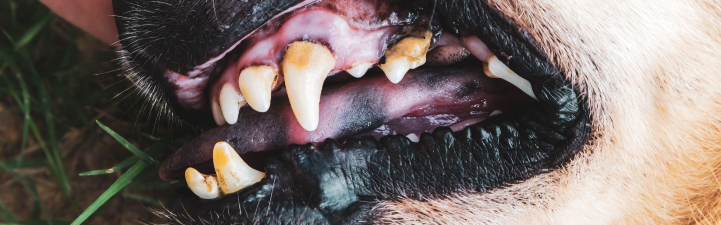What is periodontal disease in pets?