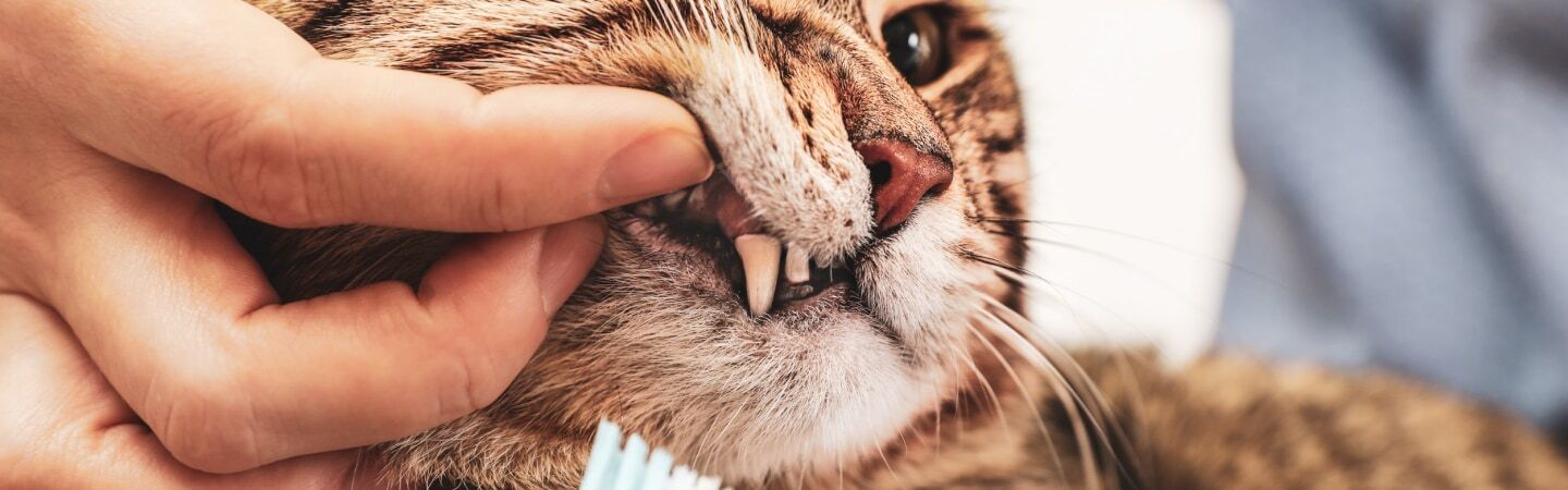 The Difference between Non-Anesthetic vs. Anesthetic Pet Dental Services
