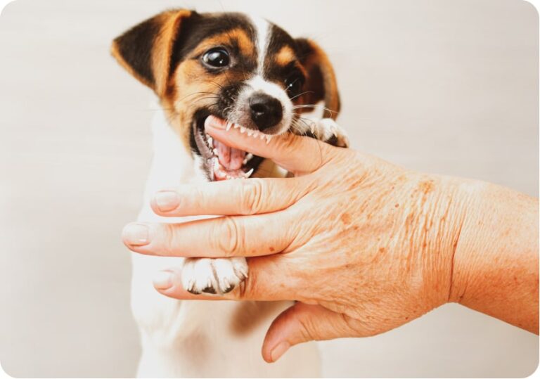 How to Help with Puppy Teething HealthySmiles