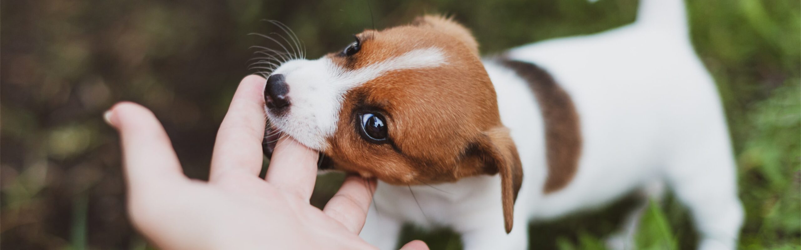 How to Help with Puppy Teething