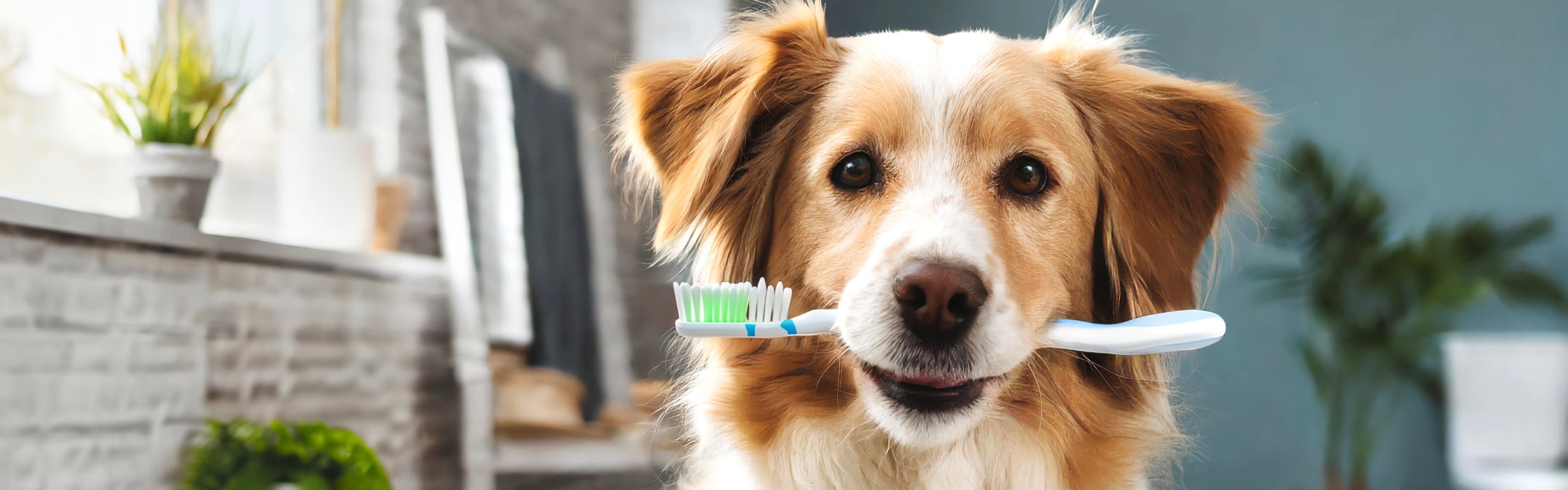 How To Brush Your Dog’s Teeth At Home