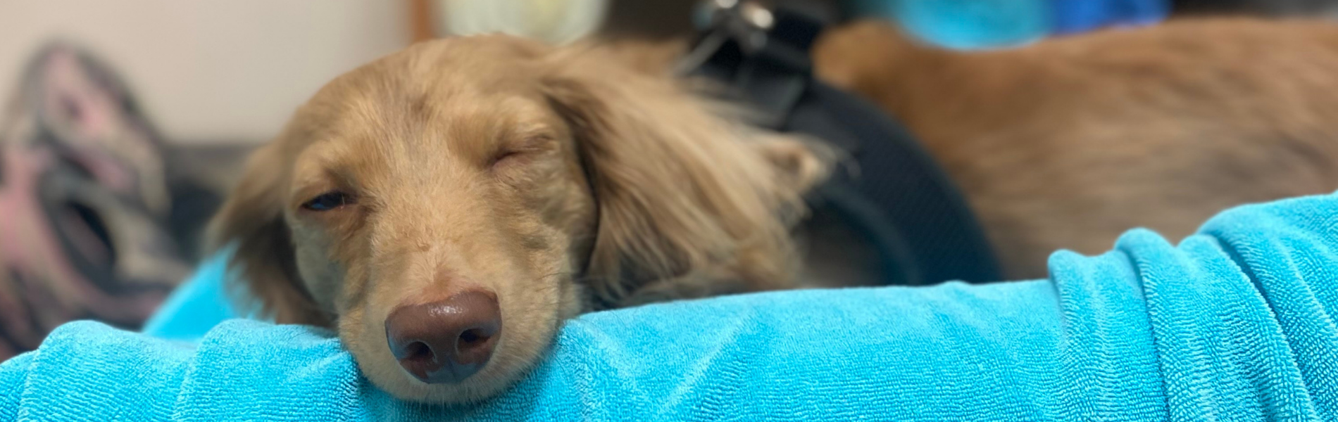 Relaxed & Cozy: How We Help Pets Feel Calm During Non-Anesthetic Pet Dental Cleaning