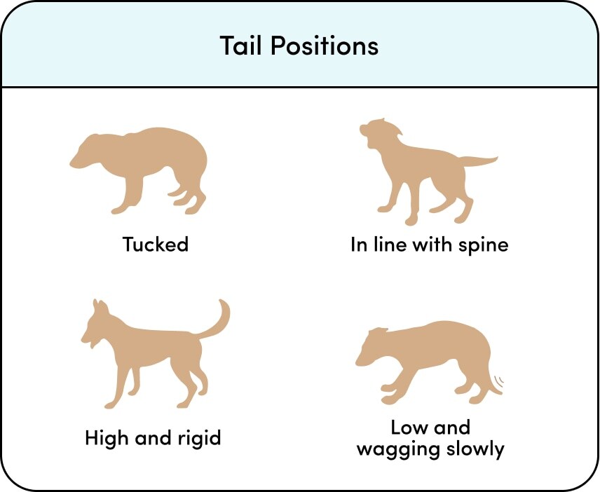 Tail Positions