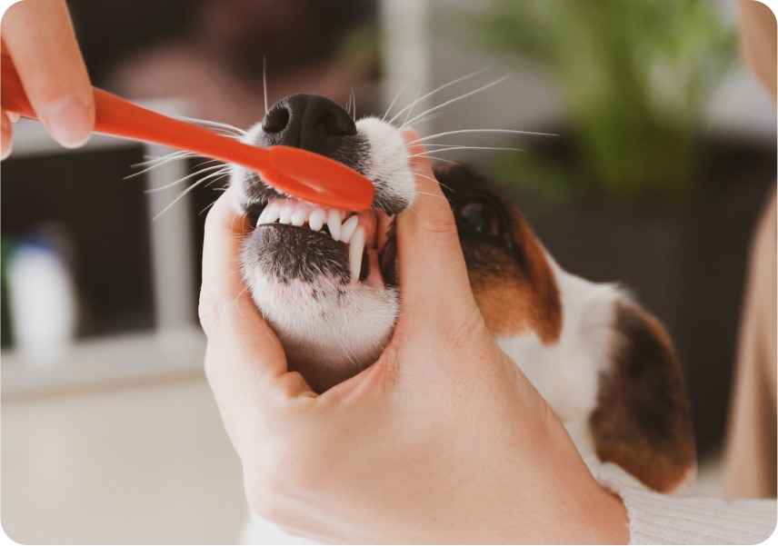 Dog dental cleaning