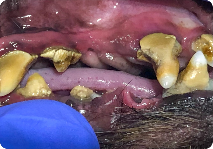Dogs with advanced gum disease
