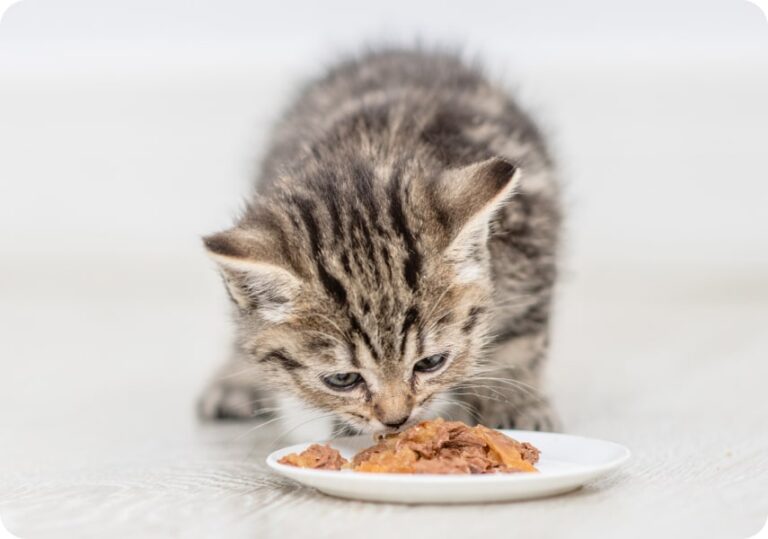 Что делать если кошка родила котят. Прикорм котят. Прикорм котят. Котик с бутылочкой. Подкармливание котят.