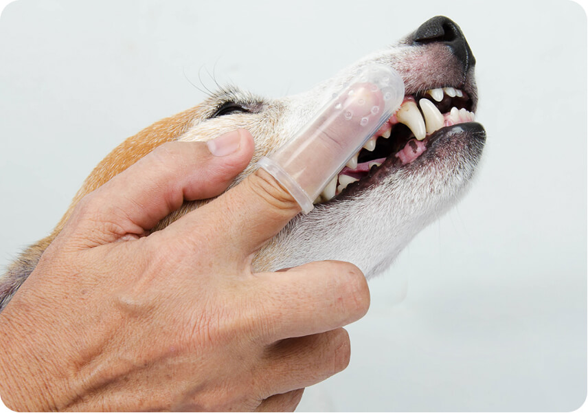 The Best Toothbrushes for Puppies