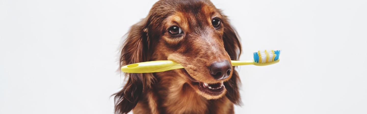 How Much Does A Dog Teeth Cleaning Cost?