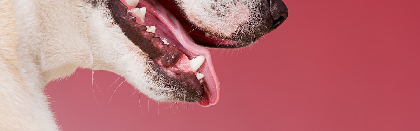 Are Dogs’ Mouths Cleaner Than Humans?