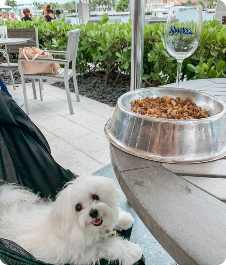 Visit Our Top 5 Dog Friendly Places In Fort Lauderdale! HealthySmiles