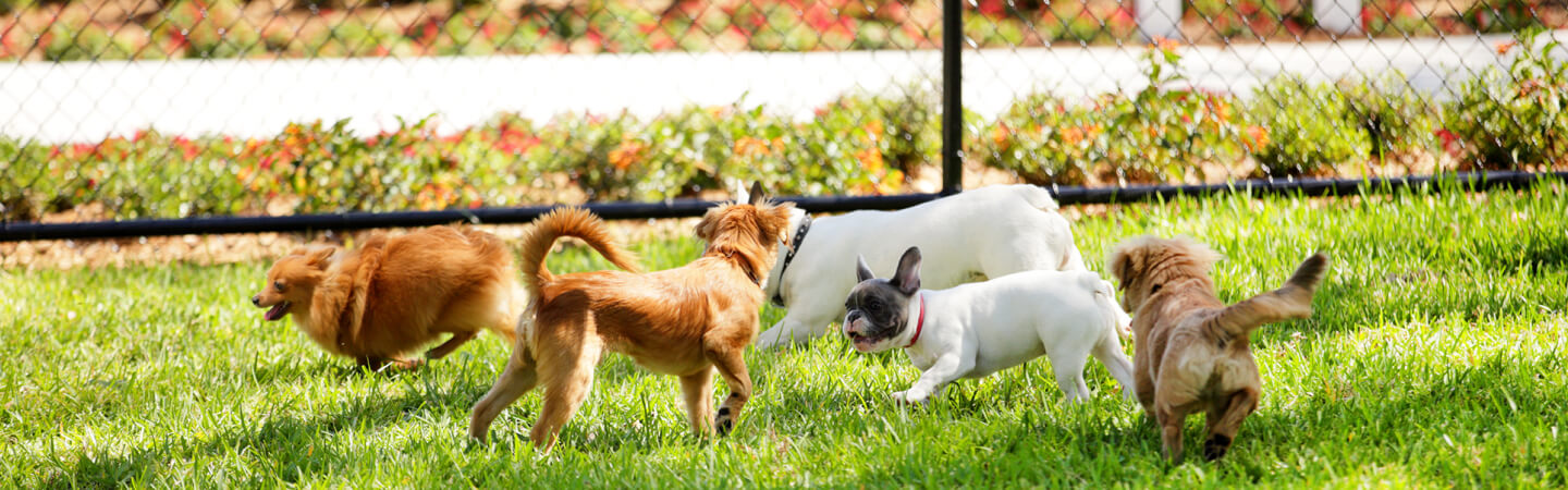 Visit Our Top 5 Dog Friendly Places In Fort Lauderdale!