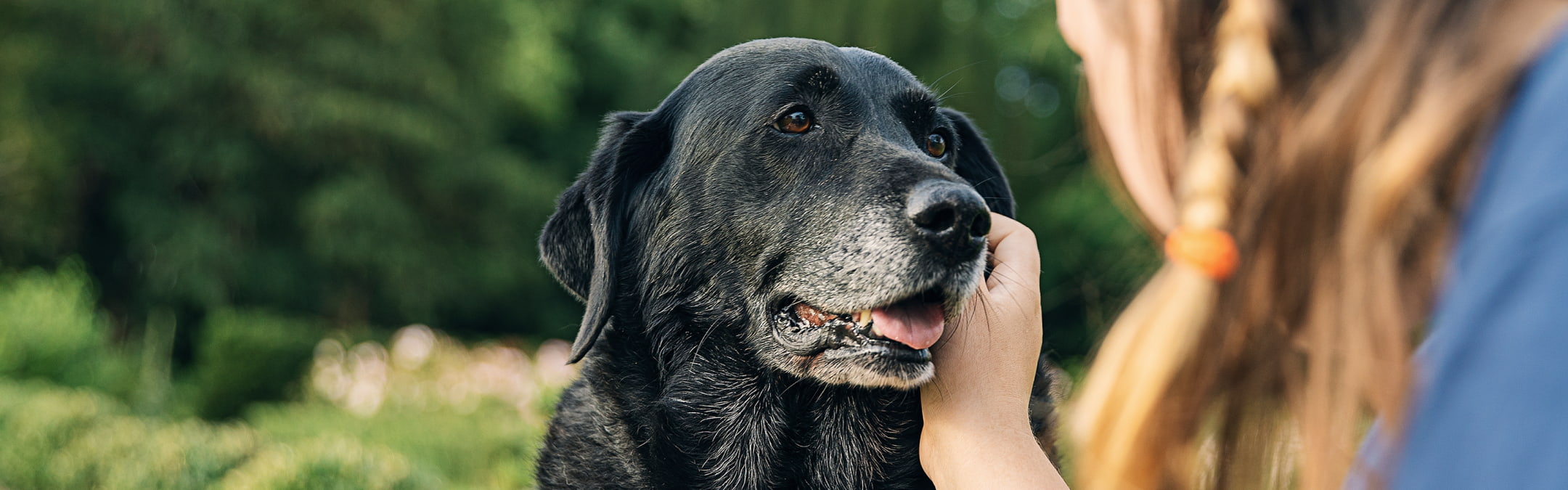 The Importance of Dental Care for Senior Dogs: Why Non-Anesthetic Cleanings Are Beneficial