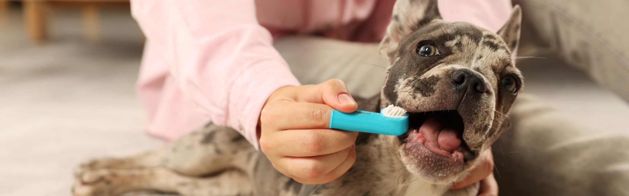 How Often Should Your Pet Have Professional Teeth Cleanings?