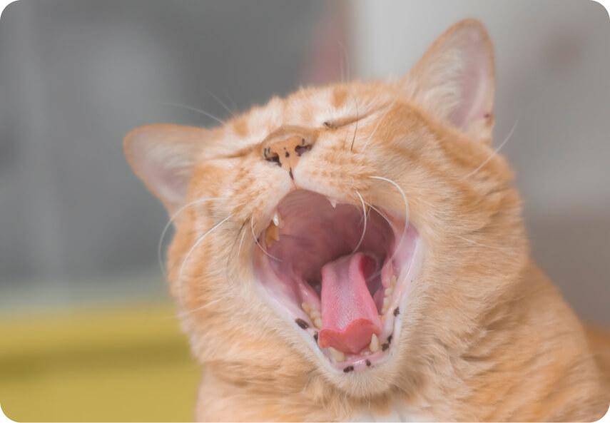 Cat dental cleaning