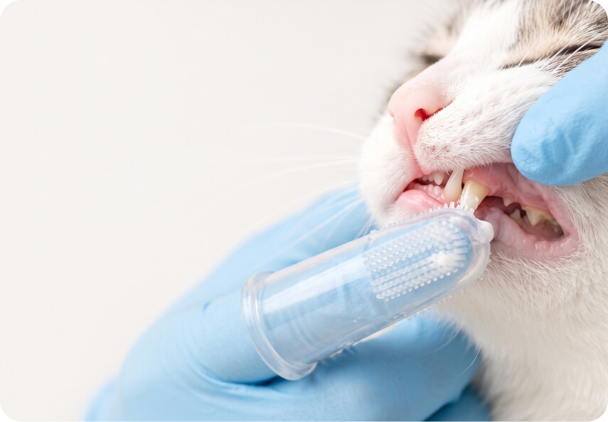 cat teeth cleaning