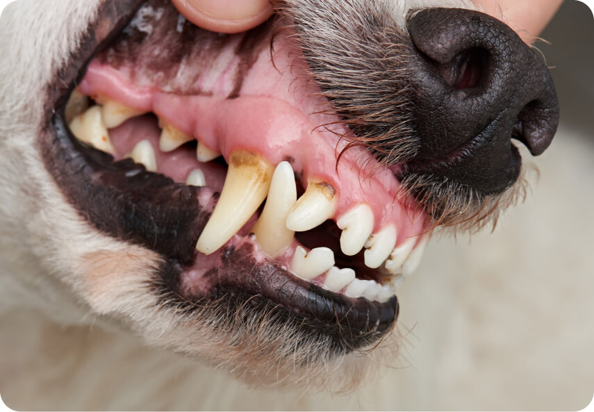 Dog’s tartar