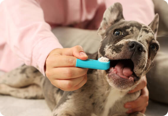 Dog dental cleaning