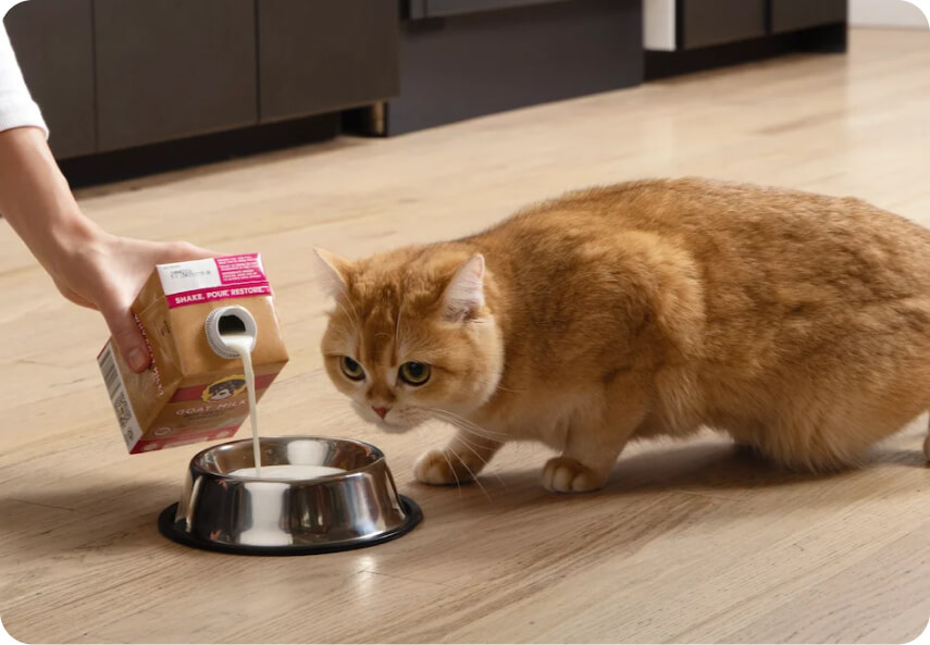 Goat milk for cats